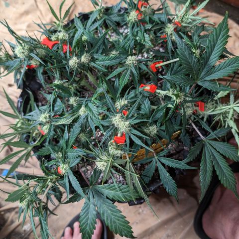 Frannie- BB Fat Bastard (90), Hybrid, 30-38%, 312 wet/57 dry growlog photo: ❤️