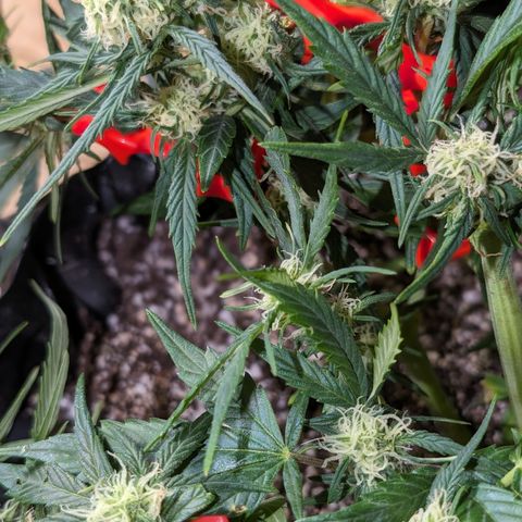 Frannie- BB Fat Bastard (90), Hybrid, 30-38%, 312 wet/57 dry growlog photo: ❤️