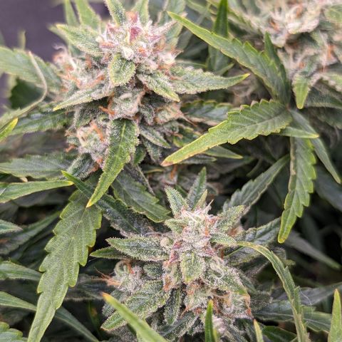 Chrissy -Bruce Banner (78d) 27-33% 60/40S, 215gw/41g dry growlog timeline photo