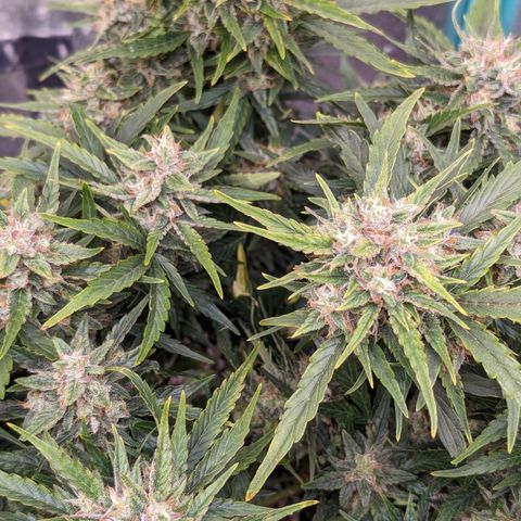 Chrissy -Bruce Banner (78d) 27-33% 60/40S, 215gw/41g dry growlog timeline photo