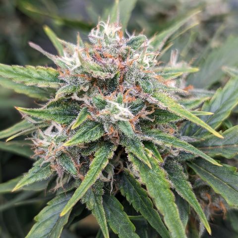 Chrissy -Bruce Banner (78d) 27-33% 60/40S, 215gw/41g dry growlog timeline photo
