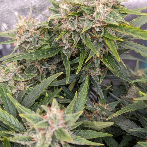 Chrissy -Bruce Banner (78d) 27-33% 60/40S, 215gw/41g dry growlog timeline photo
