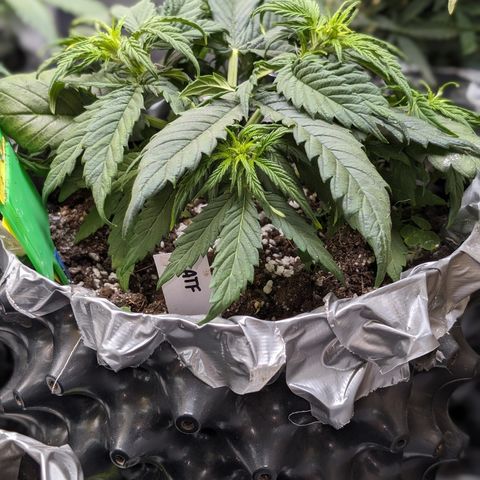 Anita-NH ATF (73), 13-27%, Sativa 149g wet/25g dry growlog timeline photo