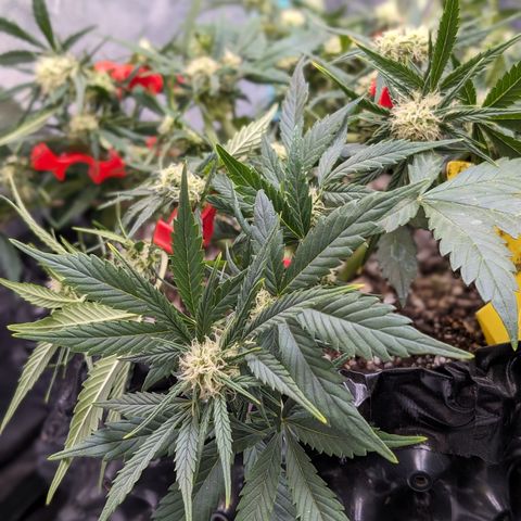 Frannie- BB Fat Bastard (90), Hybrid, 30-38%, 312 wet/57 dry growlog timeline photo