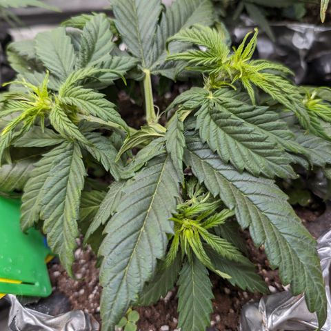Anita-NH ATF (73), 13-27%, Sativa 149g wet/25g dry growlog timeline photo
