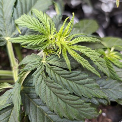 Anita-NH ATF (73), 13-27%, Sativa 149g wet/25g dry growlog timeline photo