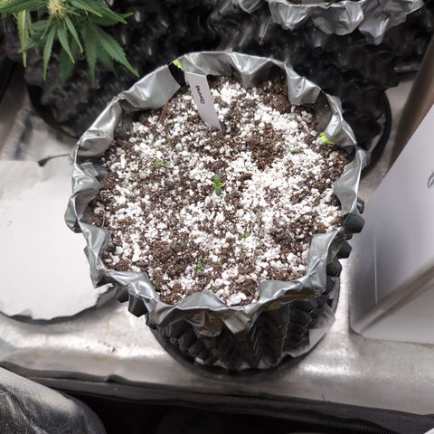 Donna- NH Nuclear Stardawg (74), 22% Sativa, 150g wet/29 dry growlog timeline photo