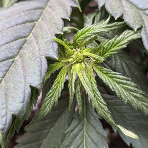 Anita-NH ATF (73), 13-27%, Sativa 149g wet/25g dry growlog timeline photo