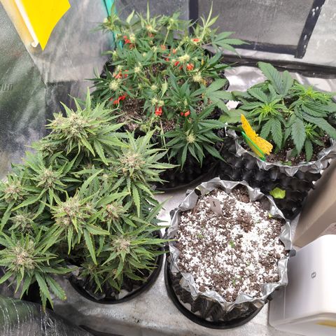 Donna- NH Nuclear Stardawg (74), 22% Sativa, 150g wet/29 dry growlog timeline photo