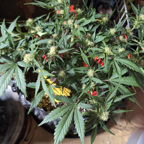 Frannie- BB Fat Bastard (90), Hybrid, 30-38%, 312 wet/57 dry growlog timeline photo
