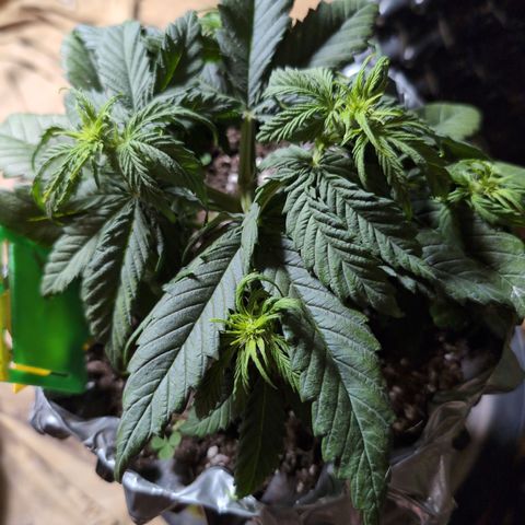 Anita-NH ATF (73), 13-27%, Sativa 149g wet/25g dry growlog timeline photo