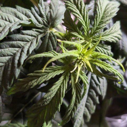 Anita-NH ATF (73), 13-27%, Sativa 149g wet/25g dry growlog timeline photo