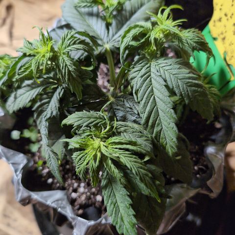 Anita-NH ATF (73), 13-27%, Sativa 149g wet/25g dry growlog timeline photo