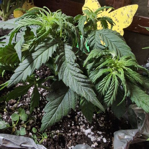 Anita-NH ATF (73), 13-27%, Sativa 149g wet/25g dry growlog timeline photo