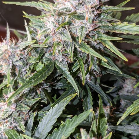 Chrissy -Bruce Banner (78d) 27-33% 60/40S, 215gw/41g dry growlog timeline photo