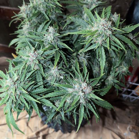 Chrissy -Bruce Banner (78d) 27-33% 60/40S, 215gw/41g dry growlog timeline photo