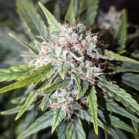 Chrissy -Bruce Banner (78d) 27-33% 60/40S, 215gw/41g dry growlog timeline photo