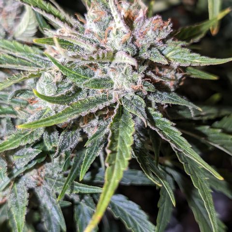 Chrissy -Bruce Banner (78d) 27-33% 60/40S, 215gw/41g dry growlog timeline photo