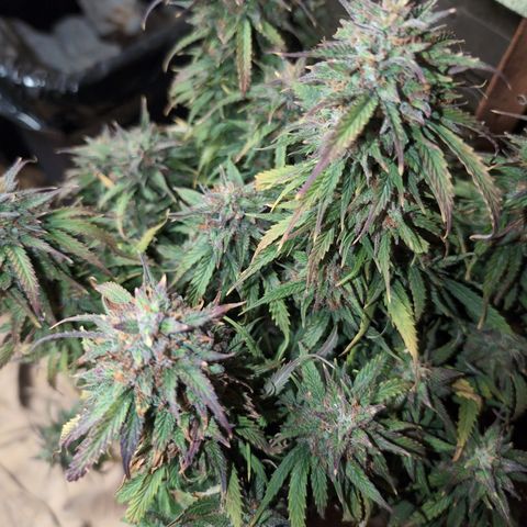 Zelda- Purple Panama Red 17-21%S, (94 days),  287w/60d growlog timeline photo