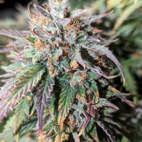 Zelda- Purple Panama Red 17-21%S, (94 days),  287w/60d growlog timeline photo