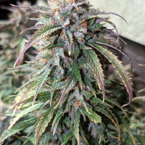 Zelda- Purple Panama Red 17-21%S, (94 days),  287w/60d growlog timeline photo