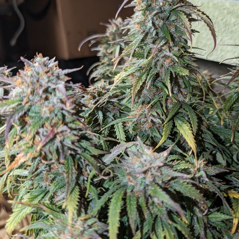 Zelda- Purple Panama Red 17-21%S, (94 days),  287w/60d growlog timeline photo