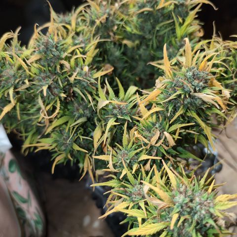 Quinn- Quarter Pounder w/Cheese (84d) 22-28%Sativa 163g wet/36g dry growlog timeline photo
