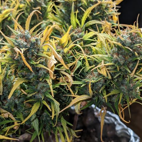 Quinn- Quarter Pounder w/Cheese (84d) 22-28%Sativa 163g wet/36g dry growlog timeline photo