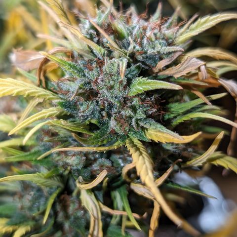 Quinn- Quarter Pounder w/Cheese (84d) 22-28%Sativa 163g wet/36g dry growlog timeline photo