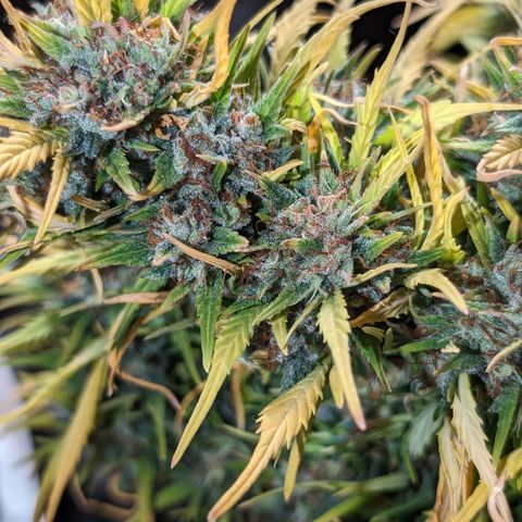 Quinn- Quarter Pounder w/Cheese (84d) 22-28%Sativa 163g wet/36g dry growlog timeline photo