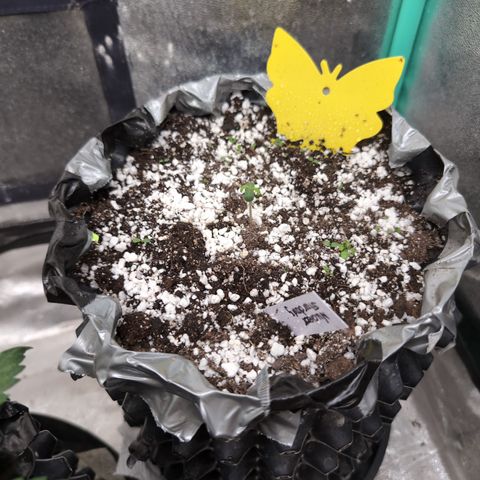 Donna- NH Nuclear Stardawg (74), 22% Sativa, 150g wet/29 dry growlog timeline photo