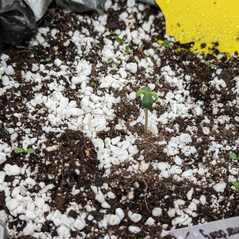 Donna- NH Nuclear Stardawg (74), 22% Sativa, 150g wet/29 dry growlog timeline photo