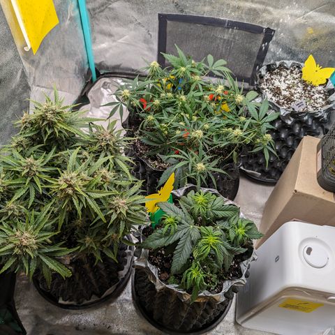 Donna- NH Nuclear Stardawg (74), 22% Sativa, 150g wet/29 dry growlog timeline photo