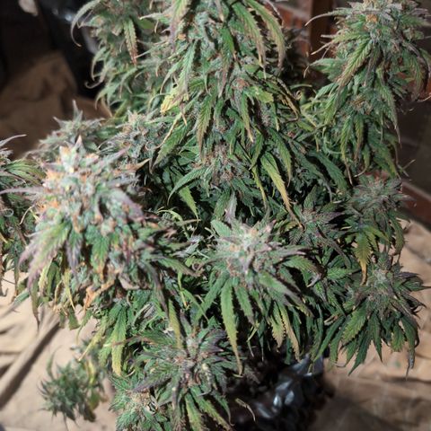 Zelda- Purple Panama Red 17-21%S, (94 days),  287w/60d growlog photo: Last check before...