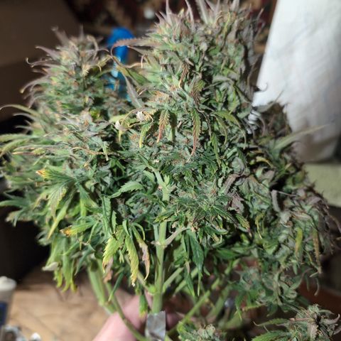 Zelda- Purple Panama Red 17-21%S, (94 days),  287w/60d growlog photo: Oh yah. Bud wash. ☹️