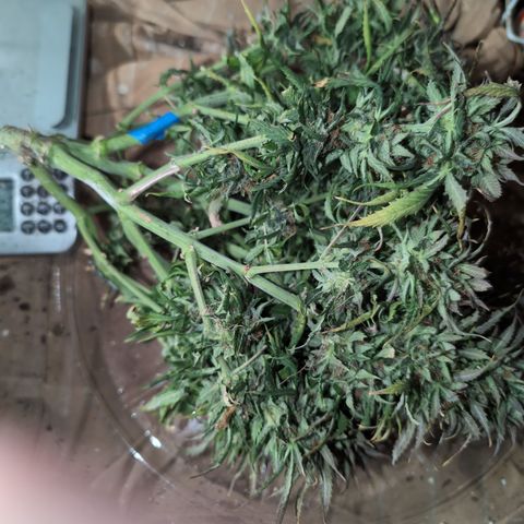 Zelda- Purple Panama Red 17-21%S, (94 days),  287w/60d growlog photo: Oh yah. Bud wash. ☹️