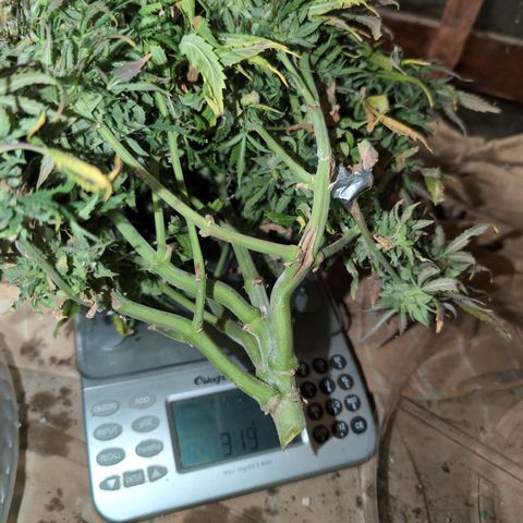 Zelda- Purple Panama Red 17-21%S, (94 days),  287w/60d growlog timeline photo