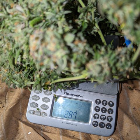 Zelda- Purple Panama Red 17-21%S, (94 days),  287w/60d growlog timeline photo