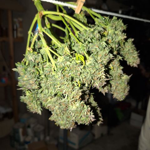 Zelda- Purple Panama Red 17-21%S, (94 days),  287w/60d growlog photo: Drip drying after a wash.