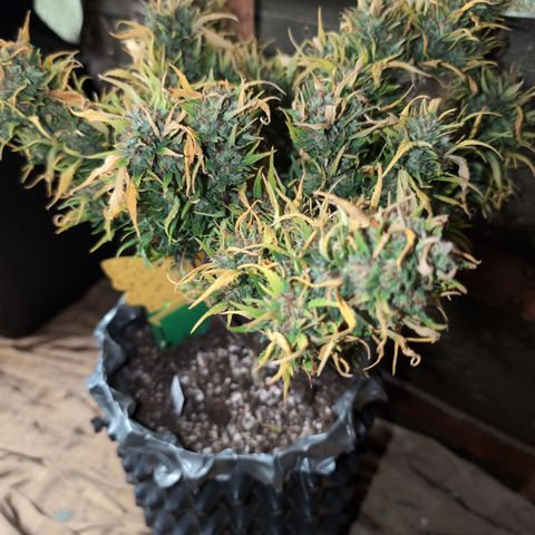 Quinn- Quarter Pounder w/Cheese (84d) 22-28%Sativa 163g wet/36g dry growlog photo: 🤷🏻
