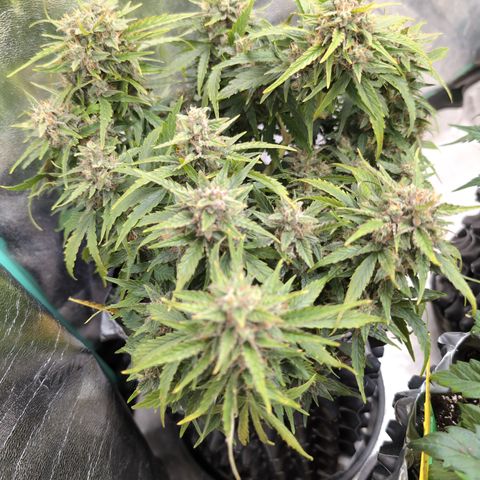 Chrissy -Bruce Banner (78d) 27-33% 60/40S, 215gw/41g dry growlog photo: Maybe a little finishing action. 🤷🏻