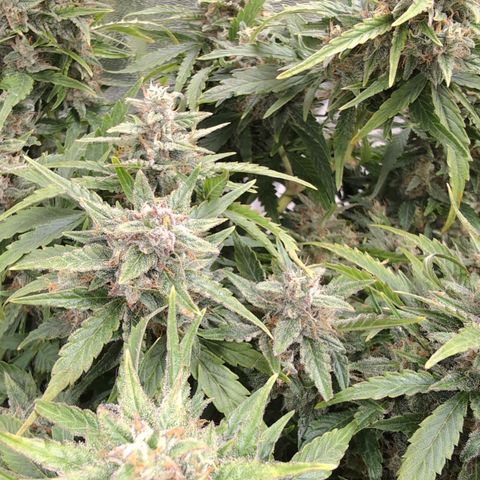 Chrissy -Bruce Banner (78d) 27-33% 60/40S, 215gw/41g dry growlog timeline photo