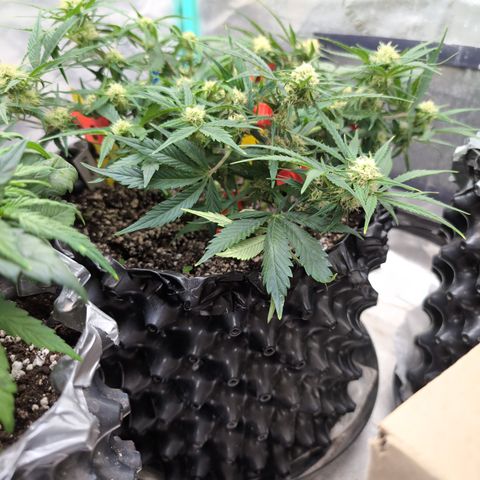 Frannie- BB Fat Bastard (90), Hybrid, 30-38%, 312 wet/57 dry growlog timeline photo