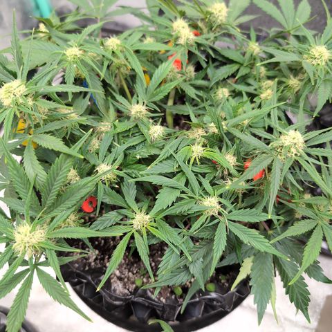 Frannie- BB Fat Bastard (90), Hybrid, 30-38%, 312 wet/57 dry growlog timeline photo