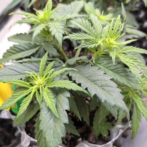 Anita-NH ATF (73), 13-27%, Sativa 149g wet/25g dry growlog photo: She's looking happy!!