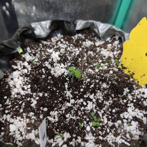 Donna- NH Nuclear Stardawg (74), 22% Sativa, 150g wet/29 dry growlog photo: She was bendy. I showed up her diet. Gave her a cup of water with CalMag and Photosynthesis Plus.