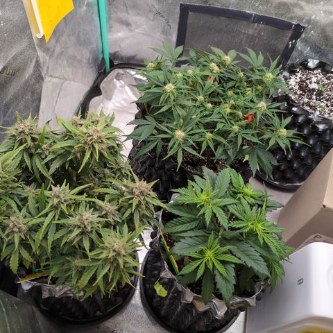 Donna- NH Nuclear Stardawg (74), 22% Sativa, 150g wet/29 dry growlog timeline photo