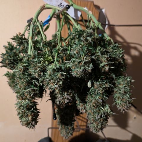 Zelda- Purple Panama Red 17-21%S, (94 days),  287w/60d growlog timeline photo