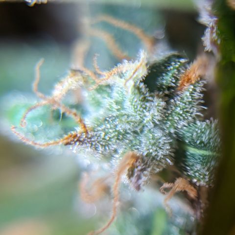 Chrissy -Bruce Banner (78d) 27-33% 60/40S, 215gw/41g dry growlog photo: I'd say she has time. I don't think I'll give her more nutes...