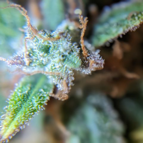 Chrissy -Bruce Banner (78d) 27-33% 60/40S, 215gw/41g dry growlog photo: I'd say she has time. I don't think I'll give her more nutes...